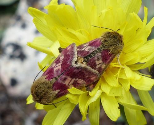 Schinia cardui